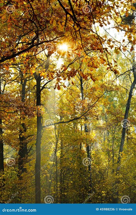 Sun Beams Lit Through Yellow Crown In Autumn Stock Photo Image Of