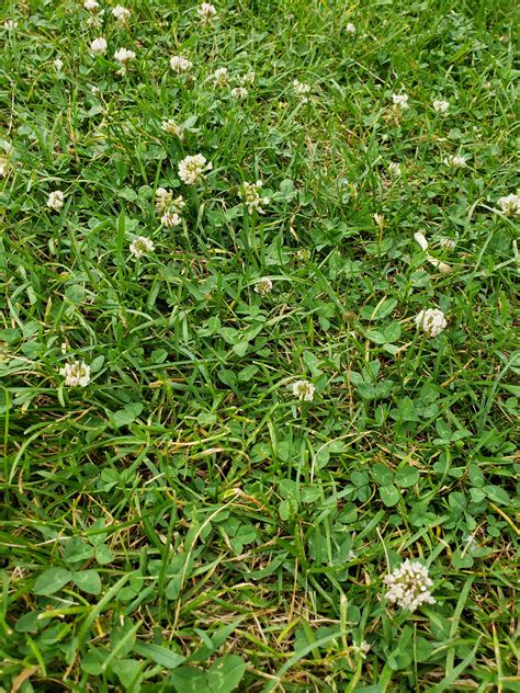 Zoysia grass is a creeping, warm season grass that is known for its ability to withstand high temperatures, prolonged drought, and heavy foot because of how dense zoysia grass is, it makes a full and thick lawn, and it is very resistant to wear and tear. How to get rid of these all over my lawn w/out killing lawn around them : gardening
