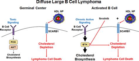 Rational Targeting Of Cellular Cholesterol In Diffuse Large B Cell