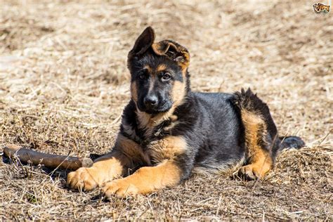 German Shepherd Dog Breed Facts Highlights And Buying Advice Pets4homes