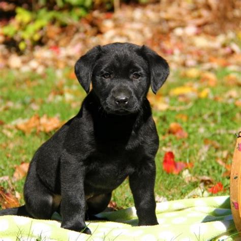 Black Labrador Retriever Puppies For Sale Greenfield Puppies