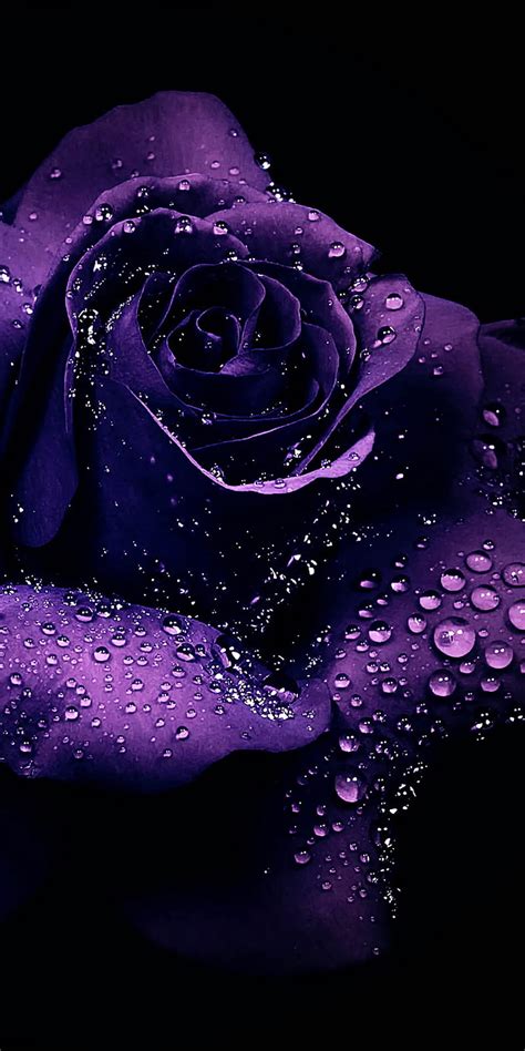 Purple Rose Flower Backgrounds