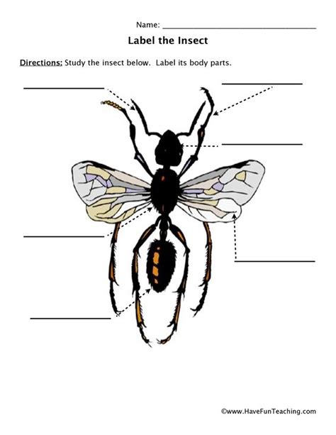 insect parts worksheet 2 | Animal worksheets, Insects, Insect unit study
