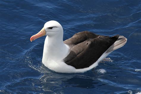Black Browed Albatross Close Up South Of The Falkland Islands Three