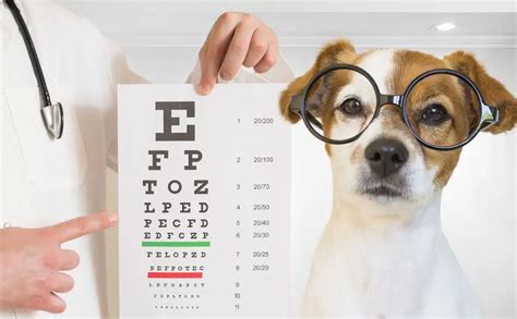 What Do Dogs See Understanding Dog Vision Vs Human Vision Petsynse