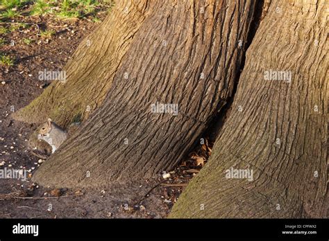 England London Greenwich Greenwich Park Oak Tree Stock Photo Alamy