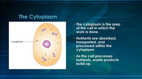 They are cells that are the in the same group of under animals, but they can be different in an animal cell is one of the most complicated things that we know of probably in the entire universe. PPT - Plant and Animal Cells PowerPoint Presentation, free ...