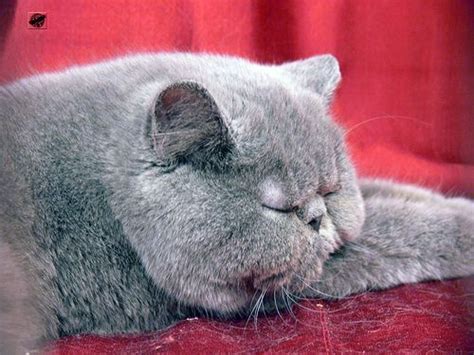 Fifteen Of The Most Bizarre Cat Breeds Cats Exotic Shorthair And Grey