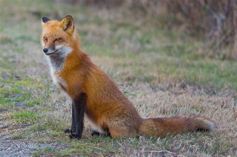 Reader Photos Red Foxes Around The Philly Region