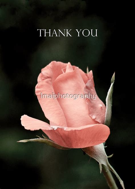 Single Pink Rose Thank You By Lmaiphotography Redbubble