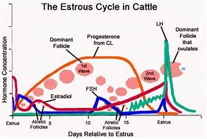 The Estrus Cycle And Follicular Waves Veterinary Medicine Vet School
