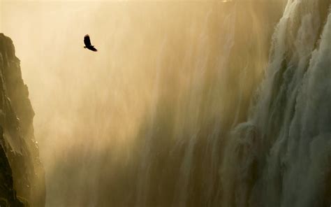 Eagle Waterfall Landscape Mist Nature Birds Animals Water