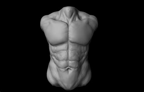 The bottom half of the deadlift should be about extending the knees and maintaining your torso position. human torso 3d model