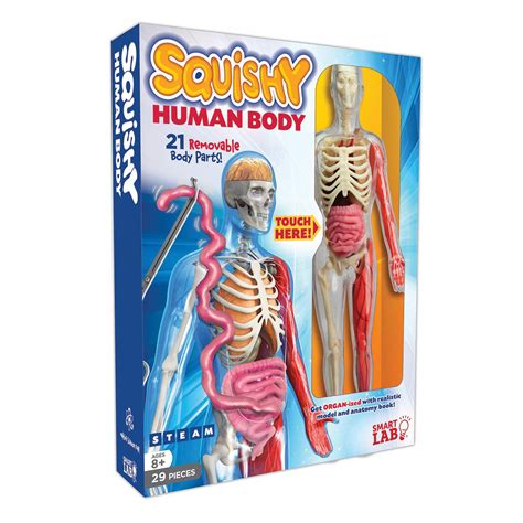 Smartlab Toys Squishy Human Body Md Lucille M Kayes Toys And Games