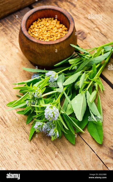Fenugreek Flower Hi Res Stock Photography And Images Alamy