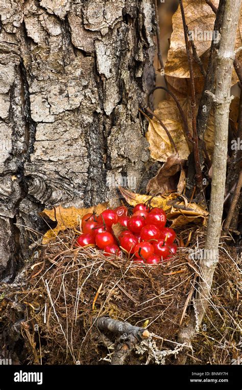 High Bush Cranberries Hi Res Stock Photography And Images Alamy
