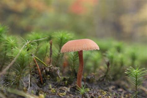 A Wild Mushroom In Northern Michigan Stock Photo Image Of Plant