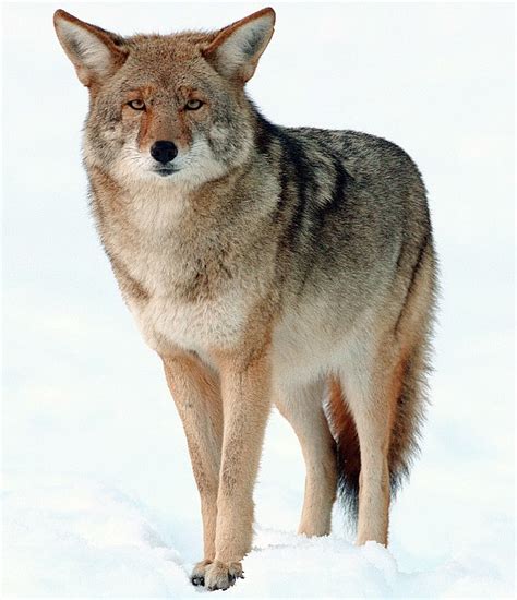 Coyote Wikipedia