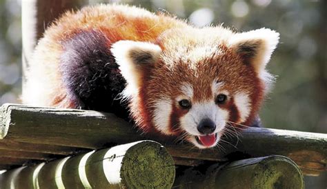 Llegaron Pandas Rojos A Chile Para Preservación Diario Hoy En La Noticia