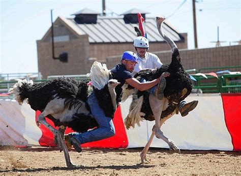 Dustin Murley Falls During An Ostrich Race At The Annual Ostrich