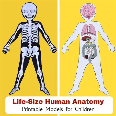 Life Size Human Body Anatomy Paper Models 6 Body Systems Etsy In