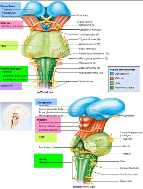 Human Brain Anatomy And Function Cerebrum Brainstem