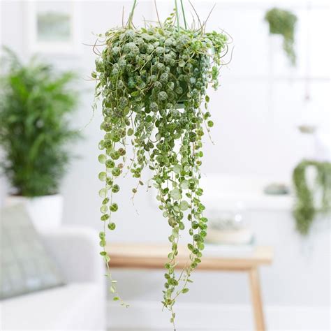5 Best Indoor Hanging Plants That Require Low Light Care Guide