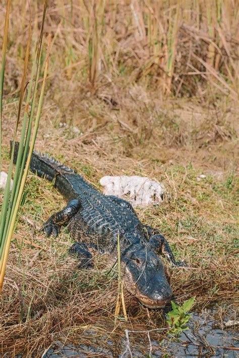 10 Best Things To Do In The Everglades Florida Hand Luggage Only