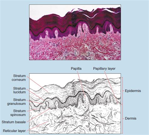 Chapter 17 Integumentary System Histology An Identification Manual