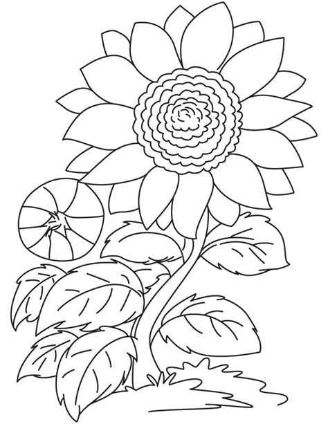 Gambar gambar ini juga bisa digunakan sebagai alat bantu. Sketsa Gambar Mewarnai Bunga Matahari Anak TK PAUD SD Terbaru | gambarcoloring
