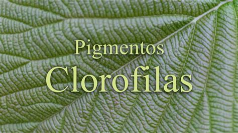 Pigmentos De Plantas Clorofilas Y Su Actividad Beneficiosa En El