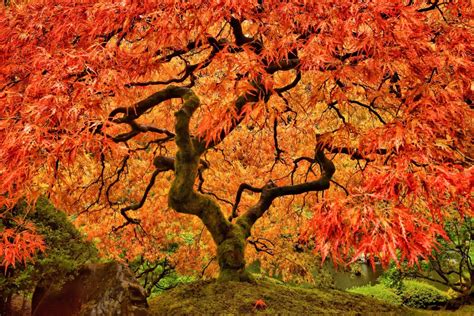 How To Grow Care For Japanese Maple Trees Horticulture