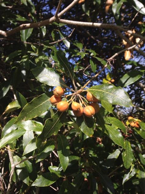 How to grow sunflowers from seed in the garden and in pots. Native Daphne Mock Orange Victorian Box (pittosporum ...