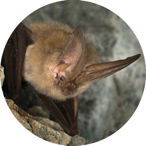 Mexican Long Nosed Bat Bat Week