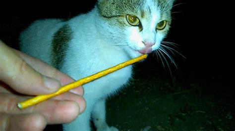Straw For Stray Cats A Total Disappointment Are You Overeager Youtube