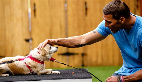 Training Tips Brandon Mcmillans Canine Minded