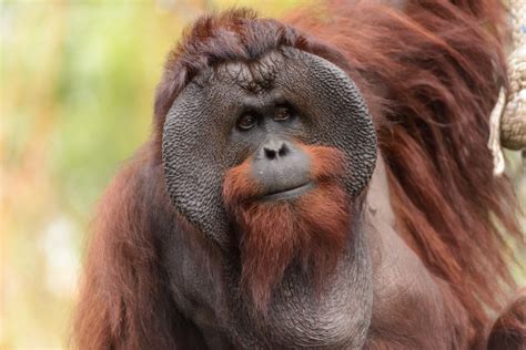 Orang tuany pun memantau dengan siapa bayu bergaul di sekolah maupun lingkungan sekitar. Borneo orangutan and two shark species hit extinction 'red ...