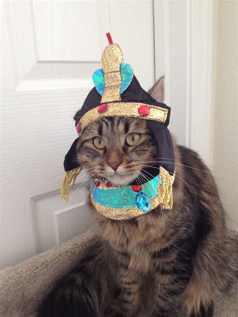Pin By Mindy Mew On Cats In Costumes Pet Costumes Pet Holiday Cat