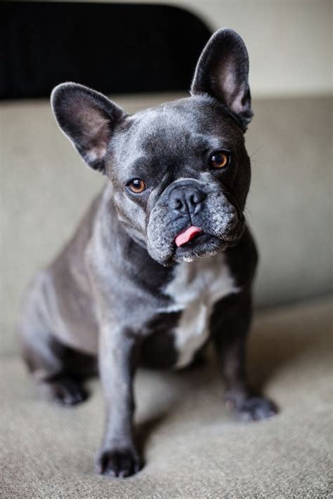 Find french bulldog in dogs & puppies for rehoming | 🐶 find dogs and puppies locally for sale or adoption in canada : 1000+ images about french bulldog puppies for sale on ...