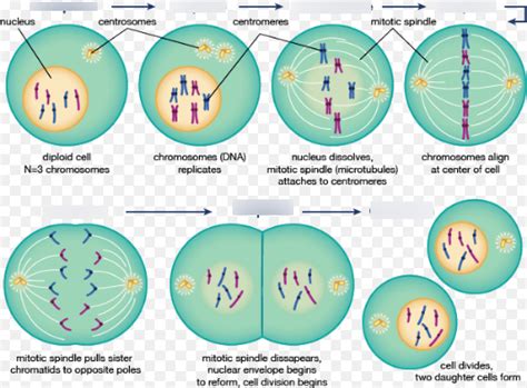 chromosomes the cell cycle and mitosis diagram quizlet