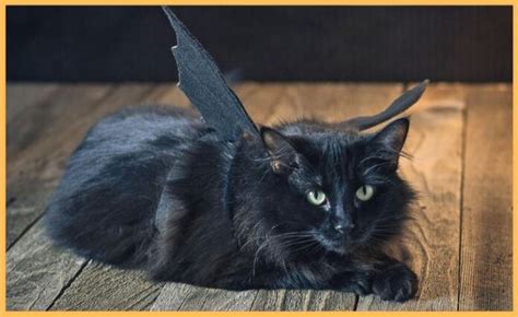 15 Purrfect Diy Halloween Costumes For Your Cat