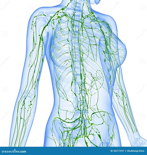 Lymph System Des Menschen Anatomie Female Lymphatic System X Ray