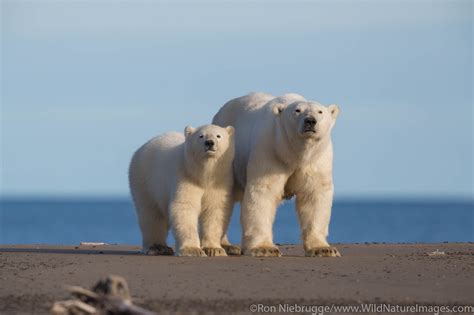 Polar Bears Arctic National Wildlife Refuge Alaska Ron Niebrugge