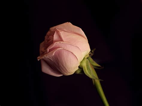Rose Fiore Rosa Foto Gratis Su Pixabay