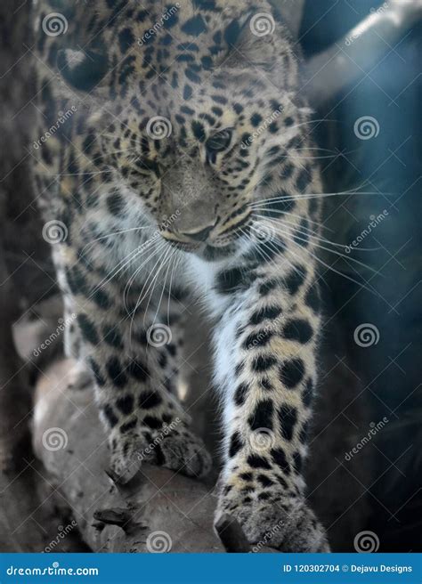 Cute Amur Leopard Stalking Its Prey In The Zoo Stock Photo Image Of