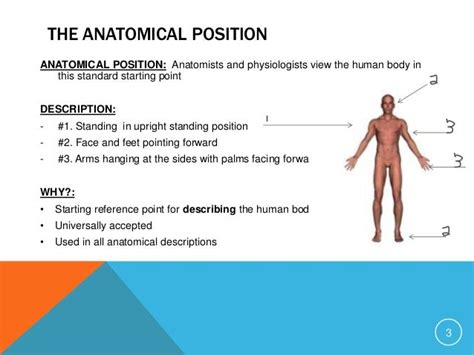 Anatomical Position Diagram Printable