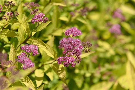 How To Grow And Care For Gold Mound Spirea