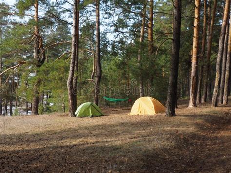 Camping And Tent Under The Pine Forest In Sunset Stock Image Image Of