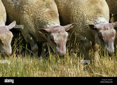 Charollais Sheep A French Breed Group Eating Long Grass Stock Photo