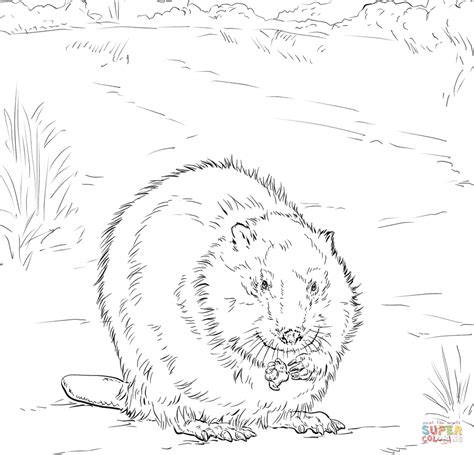 Canadian Beaver Coloring Page From Beavers Category